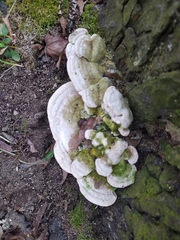 Trametes gibbosa