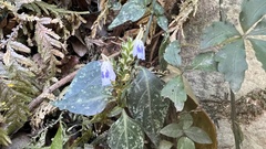 Rungia chinensis