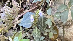 Rungia chinensis
