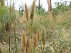 Polypogon monspeliensis
