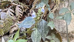 Rungia chinensis