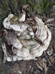 Trametes gibbosa