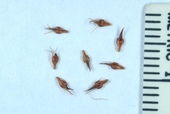 Rhynchospora capitellata