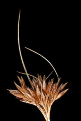 Rhynchospora capitellata