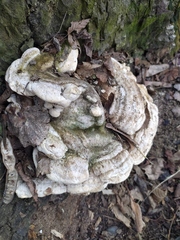 Trametes gibbosa