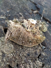 Trametes gibbosa