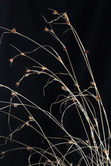 Rhynchospora capitellata