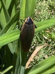 Poeciloderrhis