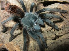 Aphonopelma madera
