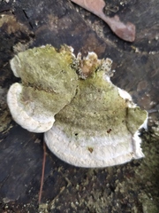 Trametes gibbosa