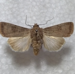 Agrotis trux