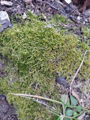 Hypnum cupressiforme