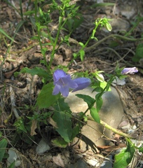 Campanula