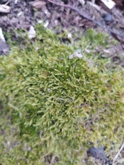 Hypnum cupressiforme