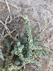 Halogeton glomeratus