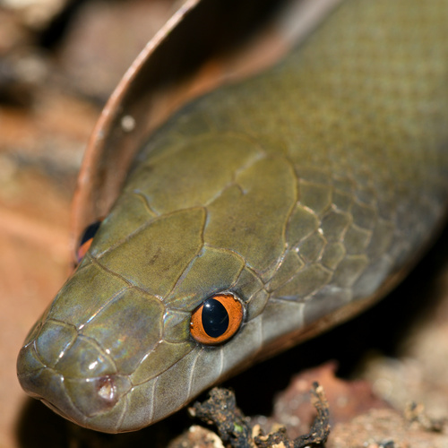 Olive House Snake