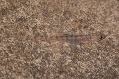 Hemidactylus garnotii