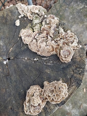 Trametes versicolor