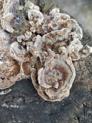 Trametes versicolor