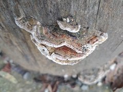 Trametes versicolor