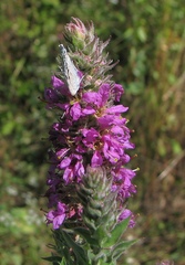 Lythrum salicaria