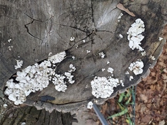 Schizophyllum commune
