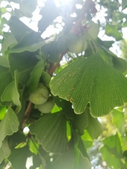 Ginkgo biloba