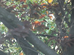 Emberiza spodocephala