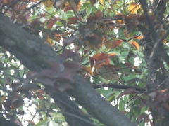 Emberiza spodocephala