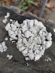 Schizophyllum commune