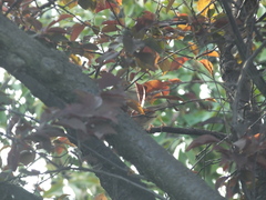 Emberiza spodocephala