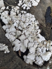 Schizophyllum commune