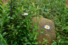 Aster shimadae