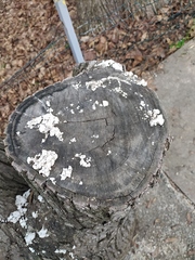 Schizophyllum commune
