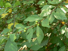 Bridelia montana