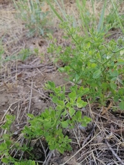 Salpichroa origanifolia