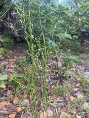 Cassytha filiformis