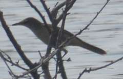 Acrocephalus stentoreus