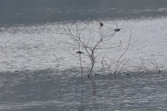 Acrocephalus stentoreus