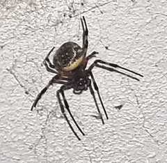 Nephilingis cruentata