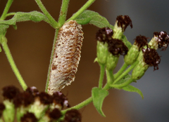 Stagmomantis resacae