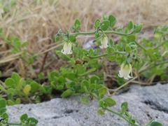 Salpichroa origanifolia