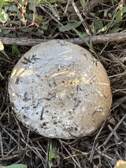 Agaricus bisporus