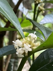 Eumachia cephalantha