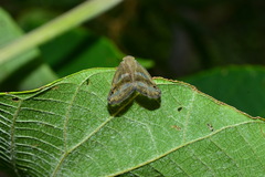 Ricania simulans