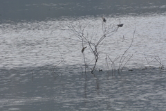 Acrocephalus stentoreus