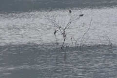 Acrocephalus stentoreus