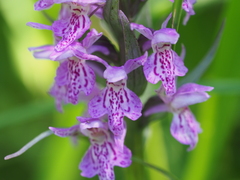 Dactylorhiza sibirica