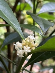 Eumachia cephalantha