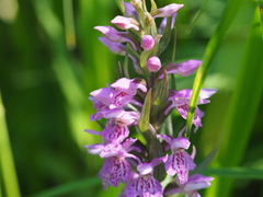 Dactylorhiza sibirica